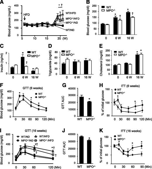 Figure 4. Lack of MPO improves insulin sensitivity in HFD-fed mice. A: WT and MPO−/− mice were fed the ND or HFD for 16 weeks. A glucometer was used to continuously monitor the blood glucose level in tail vein blood of randomly selected mice (n = 8–10). *P < 0.05 WT vs. MPO−/−; †P < 0.05 HFD vs. ND. Fasting blood glucose (B), plasma insulin (C), triglyceride (D), and cholesterol (E) levels were measured at baseline (0) and after 6 and 16 weeks of HFD feeding (n = 8–10). *P < 0.05 vs. ND-fed WT; †P < 0.05 WT vs. MPO−/−. GTTs were performed in WT and MPO−/− mice fed the HFD for 6 weeks (F) or in WT and MPO−/− mice (n = 8–10) fed the ND or HFD for 16 weeks (I). *P < 0.05 WT vs. MPO−/−; †P < 0.05 HFD vs. ND. Areas under the curve (AUC) were calculated for WT and MPO−/− mice fed the HFD for 6 (G) and 16 (J) weeks. *P < 0.05 vs. WT. Insulin tolerance tests (ITT) were performed in WT and MPO−/− mice fed the HFD (n = 8–10) for 6 (H) or 16 weeks (K). *P < 0.01 WT vs. MPO−/−.