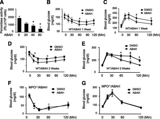 Figure 6. MPO inhibitor prevents HOCl production and insulin resistance. A: Male WT mice (8 weeks old) were intraperitoneally injected with the indicated amounts of ABAH (mg/kg) or vehicle (DMSO) for 1 week. At 16 h after the last treatment, the mice were treated with thioglycollate for 6 h. Neutrophils were isolated from the peritoneal lavage, and peroxidase activity was measured as described in research design and methods (n = 4). *P < 0.05 vs. DMSO. WT mice fed the HFD for 16 weeks were treated with ABAH (40 mg/kg) or vehicle for the last week (B and C) or for 2 weeks (D and E). At 16 h after the last injection, an insulin tolerance test (B and D) or GTT (C and E) was performed (n = 8 per group). *P < 0.05 vs. DMSO. F and G: MPO−/− mice were treated with ABAH (40 mg/kg) or DMSO for 1 week. At 16 hours after the last injection, an insulin tolerance test (F) and GTT (G) were performed (n = 4).