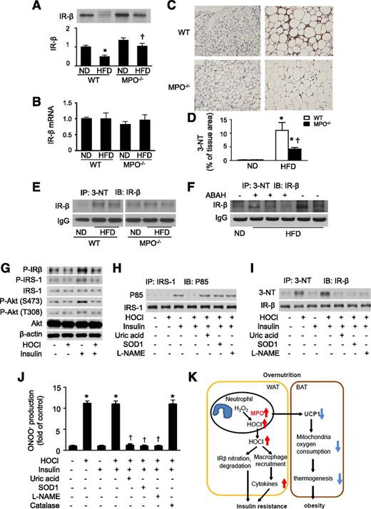 Figure 7. MPO deletion prevents HFD-induced IR-β nitration and reduction. A: Epididymal WAT was collected from WT and MPO−/− mice fed the ND or HFD for 16 weeks, and IR-β levels were measured by Western blotting and quantitated by densitometry. *P < 0.05 vs. ND-fed WT; †P < 0.05 WT vs. MPO−/−. B: Expression of IR-β mRNA in epididymal fat was determined by quantitative real-time PCR. C: Representative immunohistochemical images of 3-NT formation in epididymal WAT from ND- or HFD-fed MPO−/− and WT mice. D: Quantification of immunohistochemical staining of 3-NT in WAT sections (n = 5). *P < 0.05 ND vs. HFD; †MPO−/− vs. WT. E: Tyrosine nitration of IR-β in epididymal WAT was determined by immunoprecipitation of 3-NT and Western blotting. IgG was used as an internal control. F: WT mice fed the HFD for 16 weeks were intraperitoneally injected with ABAH (40 mg/kg) and vehicle for 2 weeks. Tyrosine nitration of IR-β in epididymal WAT was determined by immunoprecipitation and Western blotting. G: 3T3-L1 adipocytes were serum-starved overnight, treated with or without 200 μmol/L HOCl for 1 h, and then stimulated with or without 100 nmol/L insulin for 15 min. Western blotting was used to analyze the indicated proteins in the cell extracts. 3T3-L1 adipocytes were serum-starved overnight, treated with or without 200 μmol/L HOCl for 1 h in the absence or presence of SOD1 (150 U/mL), l-NAME (1 mmol/L), or uric acid (50 μmol/L), and then stimulated with insulin (100 nmol/L) for 15 min. H: IRS-1 was immunoprecipitated (IP) and immunoblotted (IB) with anti-IRS-1 and phosphatidylinositide 3-kinase p85 antibodies, respectively. I: Tyrosine nitration of IR-β was determined by immunoprecipitation and Western blotting. Data are representative of four independent experiments. J: 3T3-L1 cells were pretreated with HOCl for 1 h and then incubated in the medium containing dihydrorhodamine (5 μmol/L) for 1 h. After the treatment, ONOO− production was determined by dihydrorhodamine oxidation (n = 5). *P < 0.01 vs. control; †P < 0.01 vs. HOCl. K: Schematic description for MPO promoting obesity and insulin resistance in HFD-fed mice.