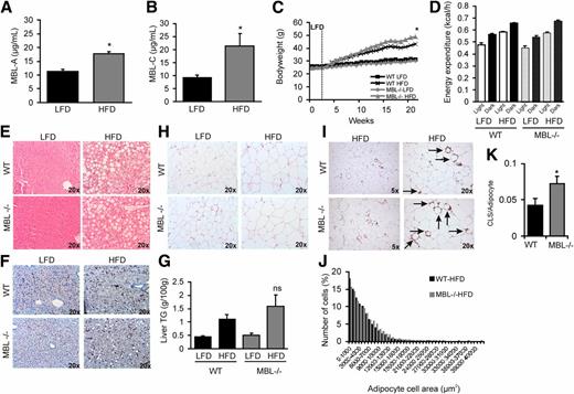 Figure 1. MBL affects the development of diet-induced obesity in mice. A: Systemic levels of MBL-A after 16 weeks of following either an LFD or an HFD. B: Systemic levels of MBL-C after 16 weeks of following either an LFD or an HFD. C: Body weight development of MBL−/− and WT mice receiving an LFD or an HFD for 20 weeks (*P = 0.002 after 20 weeks). D: Energy expenditure was measured using indirect calorimetry. E: Representative H-E staining of liver sections of MBL−/− and WT mice receiving an LFD or an HFD (original magnification ×20). F: Representative images with F4/80+ staining to visualize Kupffer cells in liver (original magnification ×20). G: Quantitative determination of liver triglycerides (TG) in all four conditions after 20 weeks of the intervention. H: Representative H-E staining of WAT sections of MBL−/− and WT mice receiving an LFD or an HFD (original magnification ×20). I: Representative photographs of F4/80 staining in WAT sections of MBL−/− and WT mice receiving an LFD or an HFD (original magnification ×5 and ×20). Arrows indicate the presence of macrophages. J: Quantification of mean adipocyte size by determining the cross-sectional diameter for each condition (n = 5). K: Quantification of the number of crown-like structures (CLS) present in epididymal adipose tissue of WT and MBL−/− animals fed an HFD. *Significant difference at P < 0.05. Values are expressed as mean ± SEM (n = 11–13 animals in each group). For indirect calorimetry measurements in animals fed an HFD, six or seven animals per group were used.