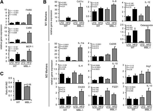 Figure 2. MBL deficiency induces infiltration of alternatively activated macrophages in WAT upon eating an HFD. A: Real-time quantitative PCR (qPCR) analysis of general macrophage markers (F4/80 and CD68) and MCP-1, a chemoattractant. B: qPCR analysis of various M1 and M2 markers. Statistically significant differences were observed using two-way ANOVA for diet (D), genotype (G), or interaction between both parameters (X), as indicated at the top of each graph. C: Flow cytometry analysis was used to determine macrophage polarization in epididymal adipose tissue after WT and MBL−/− animals ate an HFD. *Significant difference at P ≤ 0.05. Values are expressed as mean ± SEM (n = 10–12 animals in each group). For flow cytometry analysis, seven animals per group were used.