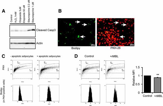 Figure 4. MBL modifies the phagocytic uptake of apoptotic adipocytes. A: Levels of cleaved caspase-3 (Casp3) in differentiated 3T3 adipocytes treated with hydrogen peroxide, etoposide, or staurosporine for 2 h. B: Bodipy and PKH staining of macrophages incubated with apoptotic adipocytes. Arrows indicate interaction of macrophages and adipocytes. C: Quantification of Bodipy staining in PKH-labeled RAW264 macrophages fed with apoptotic adipocytes for 3 h using flow cytometry. D: Effect of recombinant MBL (rMBL) treatment on phagocytosis of apoptotic adipocytes by RAW264 macrophages quantified by flow cytometry. **P < 0.01. MFI, mean fluorescent intensity.
