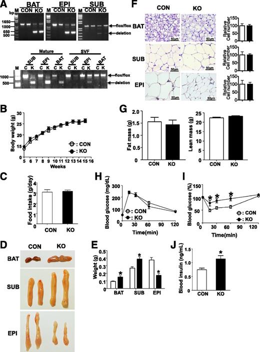 Figure 1. Dgcr8 KO mice showed increased but pale BAT. A: PCR genotyping results in interscapular BAT (BAT), Sub WAT (SUB), and Epi WAT (EPI) from 12-week-old control (CON) and KO mice (upper panel) or in mature adipocytes and SVF from each fat tissue (lower panel). B: Body weights curves of CON and KO mice at indicated times under normal chow diet (n = 8 each group). C: Food intake of CON and KO mice at 16 weeks old. D: Photographs of BAT, SUB, and EPI from 16-week-old CON and KO mice. E: Weight of each fat tissue in CON and KO mice (n = 8 each group). F: Representative data of hematoxylin and eosin staining of fat tissues from 16-week-old CON and KO mice. Scale bar: 50 µm. The relative cell number in each tissue was estimated by the ratio between tissue weight and cell volume and then normalized to the cell number in CON tissue for presentation on the right. G: Fat mass (left panel) and lean mass (right panel) from 14-week-old CON and KO mice. Blood glucose levels during GTT (H) and ITT (I) of 14-week-old mice (n = 8 each group). J: Plasma insulin levels of 16-week-old mice (n = 8 each group). *P < 0.05, Student t test. Data are shown as means ± SEM.
