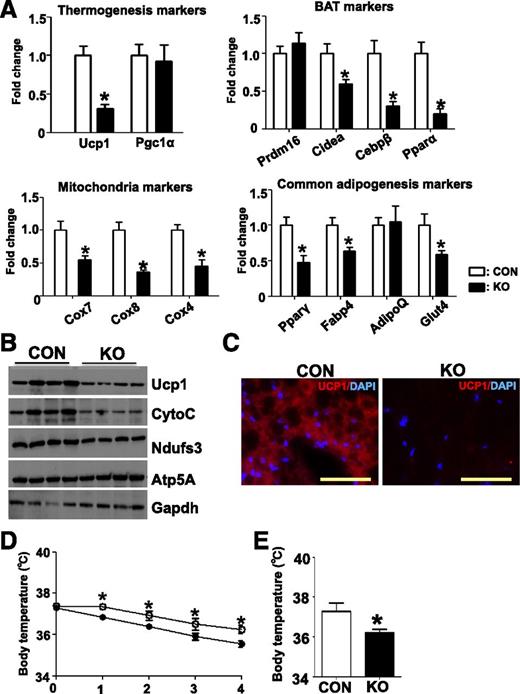 Figure 2. Deletion of Dgcr8 in BAT results in impaired marker gene expression and thermogenic response. A: Real-time PCR to examine the expression of thermogenesis-related markers (Ucp1 and Pgc1α), brown fat markers (Prdm16, Cidea, Cebpβ, and Pparα), common adipocyte differentiation markers (Pparγ, Fabp4, AdipoQ, and Glut4), and mitochondria markers (Cox7, Cox8, and Cox4) of BAT in control (CON) and KO 12-week-old mice (n = 8 each group). B: Western blot for brown fat marker UCP1, and mitochondrial marker cytochrome C (CytoC) and Ndusf3 of BAT in CON and KO mice. C: IF of Ucp1 (red) and DAPI (blue) in the brown fat of CON and KO mice. Scale bar: 50 μm. Five-week-old CON and KO mice were exposed to 8°C (D) and body temperature was measured by rectal probe at the indicated times and at 24 h after exposure (E). *P < 0.05, Student t test. Data are shown as means ± SEM.