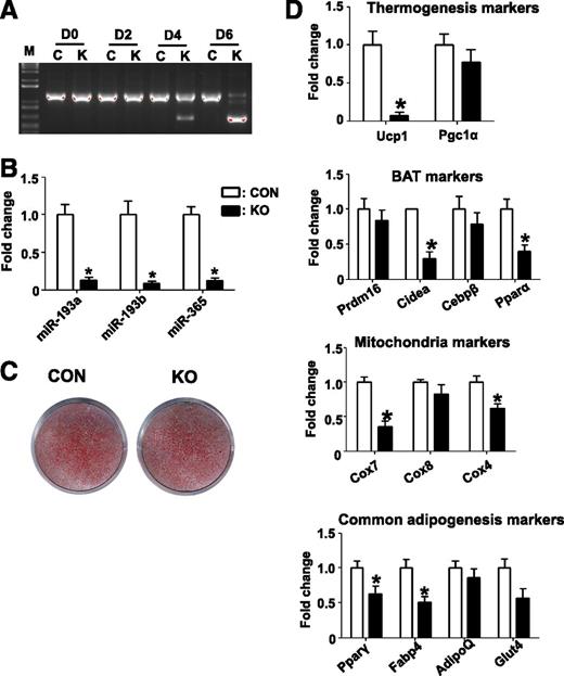 Figure 3. Deletion of Dgcr8 results in reduced expression of brown fat markers in primary brown adipocytes. A: Genotyping results during adipogenesis of primary brown adipocyte cultures. Genomic DNA was extracted at the indicated day and deletion efficiency of Dgcr8 was examined by PCR in KO (K) and control (C) mice, as described in research design and methods. B: Real-time PCR result of miRNA expression 8 days after differentiation (CON, control). C: ORO staining of primary brown adipocyte cultures 8 days after differentiation. D: Real-time PCR results of marker gene expression 8 days after differentiation (n = 3). *P < 0.05, Student t test. Data are shown as means ± SEM.