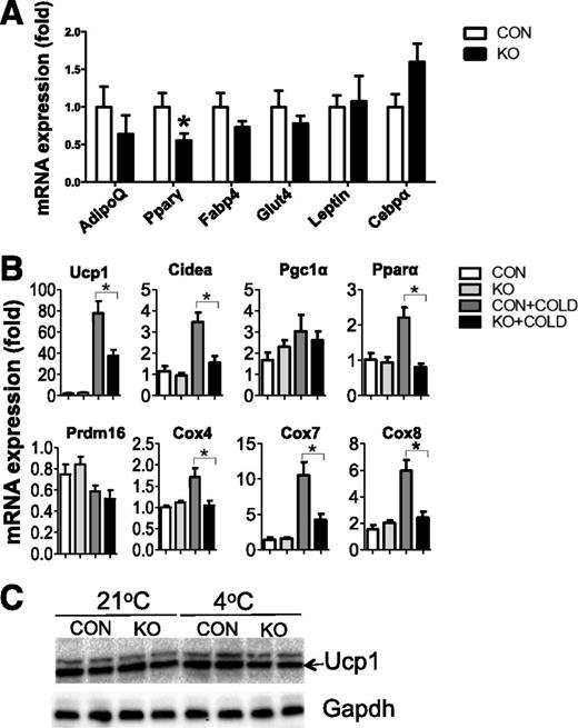 Figure 4. Deletion of Dgcr8 causes reduced browning of inguinal WAT. A: Real-time PCR examined the expression of common adipocyte differentiation markers in inguinal WAT from control (CON) and KO mice (n = 6 each group). B: CON and KO mice (6 weeks old) were exposed to 4°C for 48 h, and inguinal WAT total RNAs were isolated to examine BAT-selective marker expression by real-time PCR (n = 6). C: Six-week-old mice were exposed to 4°C for 48 h. Inguinal WAT was isolated for Western blot analysis. Each lane represents a pooled tissue lysate from three individual mice. *P < 0.05, Student t test. Data are shown as means ± SEM.