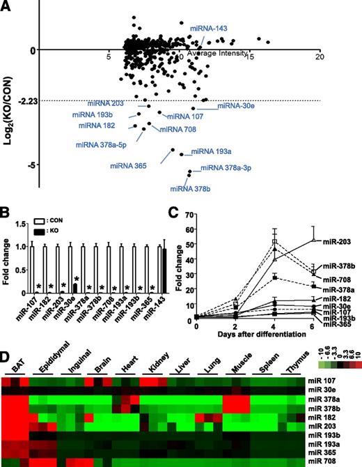 Figure 5. Microarray study reveals a set of brown fat-enriched miRNAs in KO and control (CON) mice. A: Scatter plot of the logarithmic maximum intensity (x axis) vs. the fold change of the miRNAs expression (y axis). B: Real-time PCR results of selected miRNAs expression in the BAT of CON vs. KO mice (n = 4 each group). C: Expression of miRNAs during adipogenesis of primary brown adipocyte cultures. D: Heat map of real-time PCR result shows the expression of selected miRNAs in BAT and other organs. Red denotes higher and green denotes lower relative to the mean of the samples for each miRNA. *P < 0.05, Student t test. Data are shown as means ± SEM.
