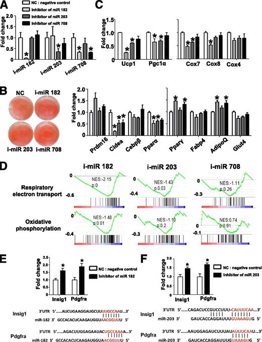 Figure 6. Knockdown of miR-182 or miR-203 causes reduction of BAT markers in primary brown adipocytes. A: LNA miRNA inhibitors for miR-182 (i-miR 182), miR-203 (i-miR 203), and miR-708 (i-miR 708) were transfected into brown preadipocytes before differentiation. Real-time PCR was performed 4 days after differentiation to examine the expression of the indicated markers. B: Brown preadipocytes were transfected with miRNA inhibitors before differentiation, and ORO staining was performed 4 days after differentiation. C: Real-time PCR was performed to examine indicated marker gene expression at 4 days after differentiation (n = 3). D: Profiles from GSEA. Respiratory electron transport (upper panel) and oxidative phosphorylation pathway (lower panel). Genes were ranked based on the expression fold change of miRNA-inhibited cells vs. control. The black lines represent genes “hits” with the specified annotation. Shown on each is the normalized enrichment score (NES) and nominal P value. Real-time PCR of miR-182 targets Insig-1 and Pdgfra (E) and miR-203 target Pdgfra (F); UTR, untranslated region. *P < 0.05, Student t test. Data are shown as means ± SEM.
