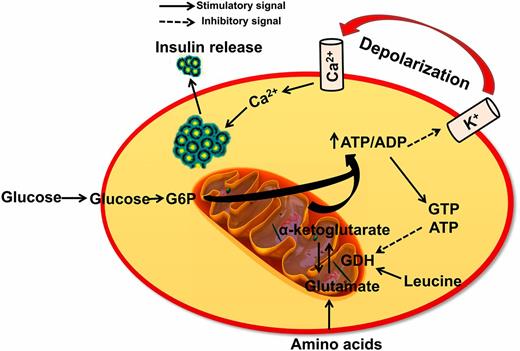 Figure 1. GDH regulates insulin secretion in pancreatic β-cells in HI/HA syndrome. The elevated ATP concentration in the β-cell induced by amino acids closes the plasma membrane KATP channels, resulting in the depolarization of the membrane potential. This voltage change across the membrane opens voltage-gated Ca2+ channels and then leads to insulin release. However, ATP production from glucose metabolism inhibits the GDH activity, which is involved in the glutamate metabolism and plays important roles in the regulation of amino acid−stimulated insulin secretion in pancreatic β-cells. G6P, glucose-6-phosphate.