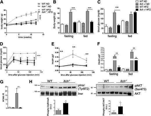 Figure 2. Itch−/− mice are protected against HFD-induced obesity and insulin resistance. WT and Itch−/− mice were fed a ND or HFD for 12 weeks. A: Body weight curve during the treatment (n = 8 per group; ***P < 0.001, one-way ANOVA). Data are means ± SD. Body weight (B) and blood glucose levels (C) after 12 weeks of HFD in the fasting and fed state (n = 8 per group, ***P < 0.001; Student t test). Data are means ± SD. Blood glucose levels (D) and serum insulin levels (E) during intraperitoneal glucose tolerance test at 12 weeks of HFD (n = 8 per group; **P < 0.005, ***P < 0.001, one-way ANOVA). Data are means ± SD. F: Serum insulin levels at 12 weeks of HFD in the fasting and fed state. **P < 0.01. G: Homeostasis assessment of insulin resistance (HOMA IR) (n = 8 per group; **P < 0.005, Student t test). Data are means ± SD. H: Muscle Tyr972 Insr and Ser473 AKT phosphorylation (n = 4 per group; *P < 0.05, **P < 0.005, Student t test). Data are means ± SD. a.u., arbitrary units; pInsr, phospho-Insr.