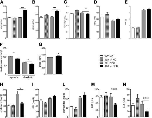 Figure 3. Itch−/− mice fed an HFD show accelerated metabolism compared with WT. WT and Itch−/− mice were fed an HFD for 12 weeks. Mean 24 h for VO2 values (A), CO2 production (VCO2) (B), RER (C), locomotor activity (D), and food intake (E). Systolic and diastolic blood pressure (F). Pulse per minute (G). Fasting serum concentration of total cholesterol (H), HDL (I), triglycerides (L), AST (M), and ALT (N) (n = 6 per group; *P < 0.05, **P < 0.005, ***P < 0.001, Student t test). Data are means ± SD. Cnts, counts/h.