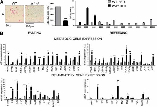 Figure 4. Effect of ITCH deficiency on WAT during HFD. Epididymal adipose tissues from WT and Itch−/− mice after 12 weeks of HFD were harvested and analyzed. A: Representative sections of adipose tissue stained with H-E, mean adipocyte area, and frequency distribution of adipocyte area. B: Metabolic and inflammatory gene expression. Expression of mRNA was determined by real-time PCR and normalized to β-actin (n = 5 per group; *P < 0.05, **P < 0.005, ***P < 0.001, Student t test). Data are means ± SD. a.u., arbitrary units.