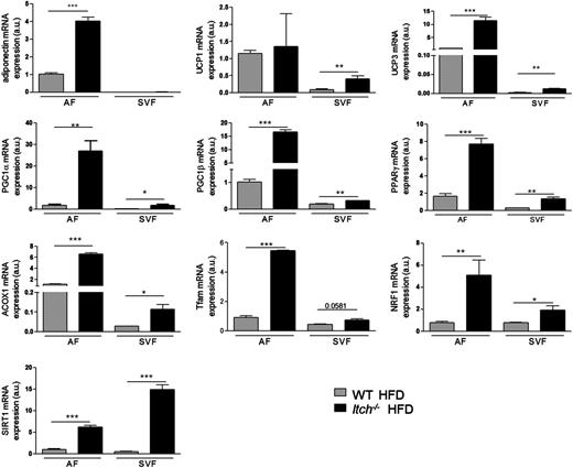 Figure 5. Effect of ITCH deficiency on gene expression of SVF and adipocyte fraction (AF) from WAT. Gene expression analysis of SVF and AF from WT and Itch−/− mice fed an HFD for 12 weeks (n = 5 per group; *P < 0.05, **P < 0.005, ***P < 0.001, Student t test). Data are means ± SD. Expression of mRNA was determined by real-time PCR and normalized to β-actin. a.u., arbitrary units.