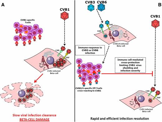 Figure 1. CVB3 and CVB6 induce protection from diabetogenic CVB1 strain infection. A: CVB1 infection is mediated by the expression of viral receptors coxsackie adenovirus receptor (CAR) and decay accelerating factor (DAF) or CD55, which establish a specific CVB tropism for β-cells. The cell-mediated immune response to CVB1 infection and highly lytic properties of CVB1 lead to β-cell damage, possibly triggering or enhancing islet-specific autoimmune reaction. B: Specific CVB3 or CVB6 infection, when preceding CVB1 infection, induces protection from diabetogenic effects of CVB1. Specific immune response triggered by CVB3/6 infection, without induction of massive β-cell damage or diabetogenic effects, leads to the development of CVB3/6-specific effector (Eff) T cells, which may cross-react with and protect from a subsequent CVB1 infection, thus limiting its deleterious effects on β-cells.
