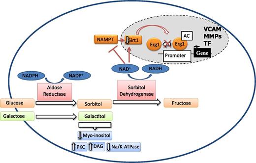 Figure 1. Schematic representation of the role of polyol flux in diabetes complications. AC, acetylation; MMPs, matrix metalloproteinases; Na/K-ATPase, sodium-potassium ATPase; TF, tissue factor; VCAM, vascular cell adhesion molecule.