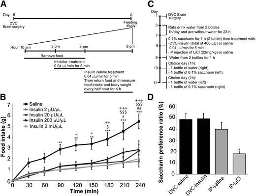 Figure 1. Insulin administration into the DVC inhibits food intake. A: Experimental procedure and feeding protocol. B: Rats fasted for 6 h were infused with the reported amounts of insulin and saline into the DVC at 0.04 μL/min for 5 min (0.2 μL total). Food was returned and intake was measured every half hour for 4 h. Data are presented as mean ± SEM. n = 13 for saline, n = 11 for 2 mU/μL insulin, and n = 5 for the other insulin concentration. *P value saline vs. insulin 2 mU/μL; #P value saline vs. insulin 200 μU/μL; $P value saline vs. insulin 20 μU/μL; +P value saline vs. insulin 2 μU/μL. One symbol, P < 0.05; two symbols, P < 0.01; three symbols, P < 0.001. C: Experimental procedure and CTA protocol. D: Data are presented as % of saccharin over the total liquid ingested. Data are presented as mean + SE. n = 4 per group. *P < 0.05. IP, intraperitoneal.