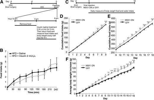 Figure 3. High-fat feeding negates the ability of DVC insulin to lower food intake while molecular disruption of DVC Erk1/2 signaling causes obesity. A: Experimental procedure and high-fat feeding protocol. B: Rats fasted for 6 h were infused with insulin (2 mU/μL) or saline into the DVC at 0.04 μL/min for 5 min. Food was returned and intake was measured every half hour for 4 h. Data are presented as mean ± SE. n = 5 per group. C: Experimental procedure and feeding protocol. Rats were injected with MEK1-DN or GFP virus into the DVC 3 days after brain surgery. D: Cumulative food intake from days 0 to 9. E: Cumulative food intake from days 9 to 18. F: Increase in body weight recorded over 18 days. Data are presented as mean ± SEM. n = 8 for MEK1-DN, and n = 9 for GFP. *P < 0.05; **P < 0.01; ***P < 0.001.
