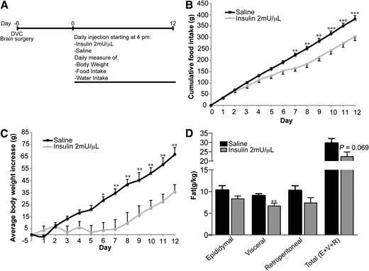 Figure 4. Daily repeated acute infusion of insulin into the DVC lowers food intake, body weight, and fat deposition. A: Experimental procedure and feeding protocol. Rats were injected with insulin (2 mU/μL) or saline every day at 4:00 p.m. B: Cumulative food intake recorded over a 12-day period. C: Relative daily increase in body weight over a 12-day period. D: Relative fat mass at end of 12-day period. Data are presented as mean ± SEM. n = 6 for insulin-treated rats, and n = 5 for saline-treated rats. *P < 0.05; **P < 0.01; ***P < 0.001.