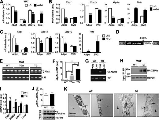 Figure 1. Generation of adipocyte-specific XBP1s TG mice. A: qPCR analysis in WAT of 20-week-old lean (+/+) and obese (ob/ob) female mice (n = 6). B: qPCR analysis in primary adipocytes (Adipo) and SVCs isolated from WAT of 18-week-old lean (+/+) and obese (ob/ob) male mice (representative of three independent experiments). C: qPCR analysis in Adipo and SVCs isolated from WAT of 25-week-old females fed LFD or high-fat diet (HFD) (n = 3 mice). D: The diagram of the transgene construct in which HA-XBP1s is driven by adipocyte-specific aP2 promoter flanked by the H19 chromatin insulators. E: RT-PCR analysis of Xbp1 transcripts in WAT. F: qPCR analysis in WAT of WT (n = 6), TGm (n = 3), and TG (n = 6) females. G: RT-PCR analysis of WAT and liver using transgene-specific primers to demonstrate tissue specificity. H: Western blot analysis of HA-XBP1s protein in WAT following immunoprecipitation (IP) with HA-agarose. I: qPCR analysis of XBP1s target genes Erdj4, P58ipk, and Edem and nontarget gene Chop in WAT of WT and TG mice (n = 6). J: Western blot analysis of phospho-IRE1α (p-IRE1α) using Phos-tag gel in WAT of 17-week-old males (n = 6) with quantitation shown at top. 0, nonphosphorylated IRE1α. K: Transmission electron microscopy images of WAT of WT and TG mice. Arrows point to the ER. Gene expression levels in qPCR analysis were normalized to ribosomal gene L32, which is also used as a loading control in the RT-PCR assay. Data are shown as mean ± SEM. *P < 0.05; **P < 0.01; ***P < 0.001 by Student t test. a.u., arbitrary unit; L, lipid droplet.