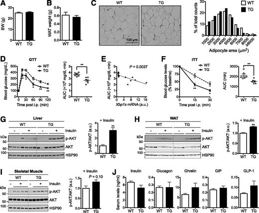 Figure 2. Improved glucose homeostasis in TG mice on LFD. BW (A) and epididymal WAT weight (B) of 16-week-old WT and TG male mice (n = 6). C: Representative hematoxylin and eosin images of WAT sections. Right: Quantitation of adipocyte cell size (n = 300 cells each). D: GTT in 16-week-old males (n = 6) with 1.5 g glucose/kg BW. Right: Area under the curve (AUC) analysis. E: Linear regression analysis of AUC in GTT (D) plotted to Xbp1s expression levels in WAT determined by qPCR (n = 6 each). F: ITT in 15-week-old WT and TG males (n = 6) with 1.5 U insulin/kg BW. Right: AUC analysis. Western blot analysis of phospho-AKT (p-AKT) (S473) in the liver (G), WAT (H), and skeletal muscle (I) of mice with or without intraperitoneal (i.p.) insulin (1 units/kg BW) for 30 min. HSP90 is a loading control. G–I, right: Quantitation of p-AKT/AKT with insulin injection (n = 4). J: Serum levels of pancreatic hormones (insulin and glucagon) and gut hormones (ghrelin, gastric inhibitory polypeptide [GIP], and glucagon-like peptide 1 [GLP-1]) determined by the multiplex assay (n = 4–5). Data are mean ± SEM. *P < 0.05; **P < 0.01 by Student t test. a.u., arbitrary unit.
