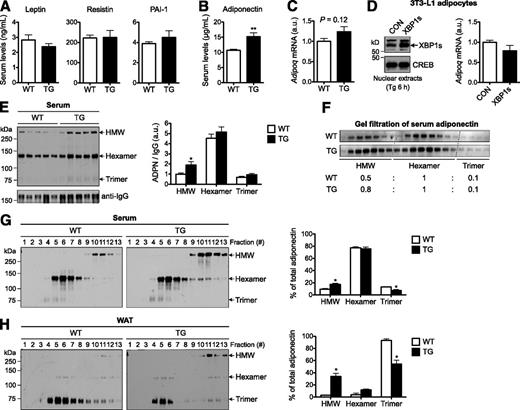 Figure 3. Elevated adiponectin multimerization in TG lean mice. A: Serum levels of adipokines leptin, resistin, and PAI-1. Leptin was measured in 12-week-old mice (n = 11–12), while resistin and PAI-1 levels were measured in 20-week-old mice (n = 4–5 mice). B: Serum adiponectin levels of 17-week-old males (n = 12 each). C: Adipoq mRNA levels in WAT of 17-week-old WT and TG males determined by qPCR (n = 11–12). D: Western blot analysis of XBP1s in 3T3-L1 adipocytes acutely overexpressing green fluorescent protein (CON) or XBP1s. To visualize XBP1s, cells were treated with thapsigargin (Tg) for 6 h. Right: qPCR analysis of Adipoq mRNA levels in 3T3-L1 adipocytes (without Tg treatment). E: Nonreducing Western blot analysis (left) and quantitation (right) of adiponectin (ADPN) complexes in the serum. Serum IgG levels were used as loading controls for normalization. F: Western blot analysis of adiponectin complexes in the serum following gel-filtration chromatography. Relative abundance of different forms of adiponectin shown at bottom. G: Nonreducing Western blots of adiponectin complexes in the serum following velocity-based sucrose-gradient fractionation (n = 5). Quantitation shown on the right. H: Representative nonreducing Western blots of adiponectin complexes in the WAT following velocity-based sucrose-gradient fractionation (n = 2). Data are shown as mean ± SEM. Gene expression levels in qPCR analysis were normalized to L32. *P < 0.05; **P < 0.01 by Student t test. a.u., arbitrary unit; CREB, cAMP-responsive element–binding protein.