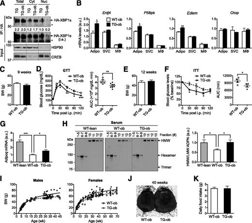 Figure 4. Improved glucose homeostasis and elevated HMW adiponectin in TG ob/ob mice. A: Western blot analysis of HA-XBP1s protein in whole-cell lysates (Total), cytosol (Cyt), and nucleus (Nuc) of WAT from 13-week-old TG and TG-ob males following immunoprecipitation (IP) with HA-agarose. Quantitation shown below with total and cytosol HA-XBP1s normalized to HSP90 and nuclear HA-XBP1s normalized to CREB. * indicates a nonspecific band. B: qPCR analysis in primary adipocytes (Adipo), SVCs, and macrophages (MΦ) isolated from WAT of 12-week-old females as determined by qPCR (n = 3). C: BWs of 9-week-old males (n = 5–8). D: GTT of mice in C with 1 g glucose/kg BW. Right: AUC analysis. E: BWs of 12-week-old females (n = 4). F: ITT of mice in E with 4 U insulin/kg BW and AUC analysis (right). G: Adipoq mRNA levels in WAT of 14-week-old females (n = 4–6 each). H: Nonreducing Western blots of adiponectin (ADPN) complexes in the serum following velocity-based sucrose-gradient fractionation with quantitation shown on the right (n = 3). Fractions were pooled together as indicated. I: Regression analysis of growth curves of males (left) and females (right) of WT-ob and TG-ob mice. J: Representative picture of mice at the age of 40 weeks. K: Daily food intake of 35-week-old WT-ob (n = 5) and TG-ob (n = 7) males. Data are shown as mean ± SEM. *P < 0.05; **P < 0.01; ***P < 0.001 by Student t test. a.u., arbitrary unit; l.e., longer exposure; LMW, low–molecular weight; wk, week.