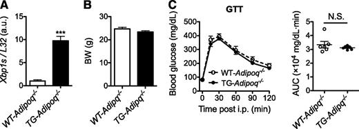 Figure 5. Adipocyte XBP1s affects systemic glucose tolerance via adiponectin. A: qPCR analysis of Xbp1s in WAT of 14-week-old males (n = 4). B: BWs of 14-week-old males (n = 6). C: GTT of mice in B with 1 g glucose/kg BW (left) and AUC analysis (right). Data are shown as mean ± SEM. ***P < 0.001; N.S., not significant by Student t test.