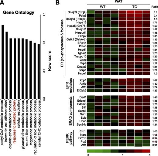 Figure 6. XBP1s-mediated global transcriptional regulation in WAT. A: Gene ontology analysis of top 10 pathways that are upregulated by XBP1s in WAT of 16-week-old WT and TG males on LFD under ad libitum. B: Heat map showing changes in UPR genes organized by the ratio of signals in TG to signals in WT in each functional category with average level of WT signals set as 1. Genes increased over 1.2-fold in TG mice are shown. n = 4 mice/cohort. ERAD, ER-associated protein degradation.
