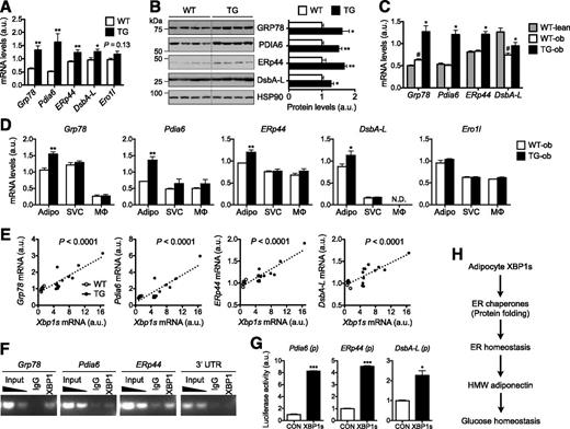 Figure 7. XBP1s regulates the expression of genes involved in adiponectin maturation. qPCR (A) and Western blot (B) analyses in WAT of 18-week-old WT and TG males (n = 6). B: Quantitation after normalization to HSP90 shown on right. C: qPCR analysis in WAT of 14-week-old females (n = 4–6). #P < 0.05 comparing WT-ob vs. WT-lean; *P < 0.05 comparing TG-ob vs. WT-ob. D: qPCR analysis in primary adipocytes (Adipo), SVCs, and macrophages (MΦ) purified from WAT of 12-week-old WT-ob and TG-ob females (n = 3). E: Linear regression analyses of mRNA levels plotted to Xbp1s expression levels in WAT as determined by qPCR. n = 6 for WT and 12 for TG mice. F: Chromatin immunoprecipitation–PCR analysis of XBP1s targets in WAT of TG mice using the anti-XBP1 antibody. Nonspecific IgG and 3′ untranslated region (UTR) were included as negative controls. G: Luciferase assays showing XBP1s-mediated transactivation of target gene promoters (p) in human embryonic kidney 293T cells. Gene expression levels in qPCR analysis were normalized to L32. Data are shown as mean ± SEM. H: The working model for XBP1s-mediated adiponectin multimerization and glucose homeostasis. *P < 0.05; **P < 0.01; ***P < 0.001 by Student t test. a.u., arbitrary unit; CON, control; N.D., not detected.