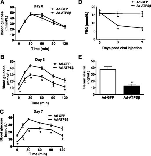 Figure 2. Hepatic overexpression of ATPSβ markedly ameliorated fasting hyperglycemia and glucose intolerance in db/db mice. OGTT before (A) or at 3 (B) and 7 (C) days after tail vein injection of Ad-GFP or Ad-ATPSβ is shown. At 3 and 7 days after virus injection, Ad-ATPSβ–transduced mice exhibited significant improvement of hyperglycemia and glucose intolerance. D: FBG results before or at 3 and 7 days after viral injection. E: Ad-ATPSβ treatment reduced serum insulin levels. n = 8–10, *P < 0.05 vs. Ad-GFP group.