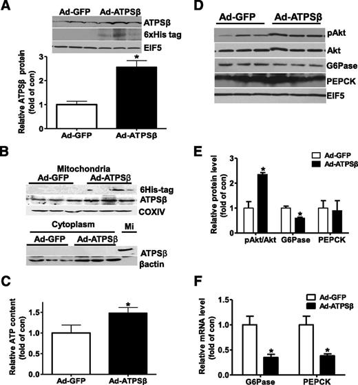 Figure 3. ATPSβ overexpression repressed gluconeogenic genes in the livers of db/db mice. A: Ad-ATPSβ treatment increased ATPSβ protein level in the livers. B: Ad-ATPSβ treatment increased ATPSβ protein level in the mitochondria. Mitochondria were isolated from db/db mouse livers, and immunoblotting assays were performed using antibodies against ATPSβ or 6xHis tag. Mi, mitochondrial fraction. C: ATPSβ overexpression elevated ATP content in the livers. Shown are representative images (D) and quantitative data (E) of ATPSβ overexpression on the protein levels of gluconeogenic genes in the livers. F: ATPSβ overexpression reduced the mRNA levels of G6Pase and PEPCK in the livers. n = 5–8, *P < 0.05 vs. Ad-GFP group.