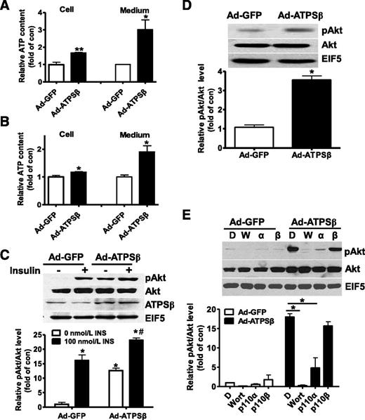 Figure 4. ATPSβ overexpression activated Akt via PI3K in liver cells. ATPSβ overexpression increased intracellular and extracellular ATP levels in HepG2 cells (A) and in primary cultured mouse hepatocytes (B). C: ATPSβ activated Akt independent of insulin in HepG2 cells. The infected cells were serum-starved for 12 h and treated with or without 100 nmol/L insulin (INS) for 5 min before pAkt levels were analyzed. D: ATPSβ activated Akt independent of insulin in primary cultured mouse hepatocytes. E: Effect of inhibition of PI3K on ATPSβ-induced Akt activation in HepG2 cells. Infected HepG2 cells were treated with wortmannin (1 μmol/L), p110α inhibitor PIK75 (100 nmol/L), or p110β inhibitor TGX221 (100 nmol/L) for 30 min before pAkt levels were analyzed. D, DMSO; W, wortmannin; α, p110α inhibitor PIK75; β, p110β inhibitor TGX221. n = 4–5, *P < 0.05 vs. control cells; #P < 0.05 vs. Ad-GFP–infected cells in the presence of insulin.