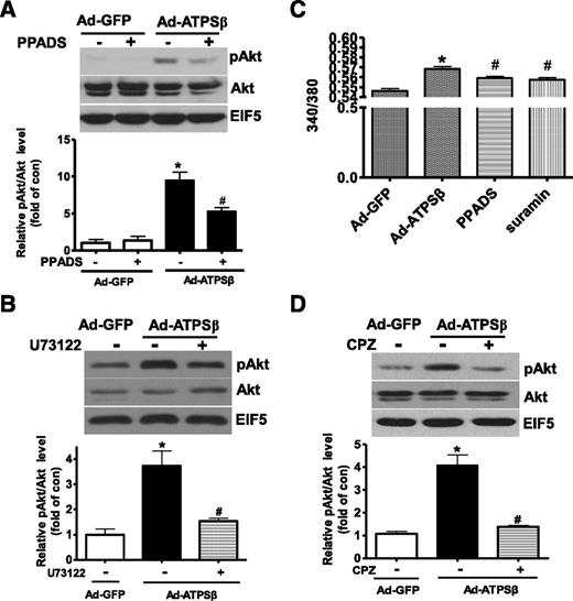 Figure 5. ATPSβ induced Akt activation by the P2 receptor/calcium/CaM signaling pathway in HepG2 cells. A: Inhibition of P2 receptors attenuated ATPSβ-induced Akt activation in HepG2 cells. Infected cells were treated with PPADS (50 μmol/L) for 1 h before pAkt levels were analyzed. B: Inhibition of PLC attenuated ATPSβ-induced Akt activation in HepG2 cells. Infected cells were treated with PLC inhibitor U73122 (5 μmol/L) for 1 h before pAkt levels were analyzed. C: Inhibition of P2 receptors attenuated the ATPSβ-induced increase in cytosolic free calcium level. Infected cells were treated with PPADS or suramin (50 μmol/L) for 1 h before cellular calcium levels were analyzed. The calcium levels were obtained from more than 300 single cells in at least three independent experiments. D: Inhibition of CaM completely abolished ATPSβ-induced Akt activation. Infected cells were treated with the CaM antagonist CPZ (100 μmol/L) for 1 h before pAkt levels were analyzed. n = 5, *P < 0.05 vs. control cells; #P < 0.05 vs. Ad-ATPSβ–treated cells.