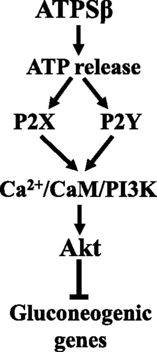Figure 8. Proposed mechanism of ATPSβ in regulation of glucose metabolism in the livers. ATPSβ enhances ATP synthesis and elevates the extracellular ATP level, which activates P2 receptors to increase cytosolic free calcium levels. Finally, elevated cytosolic calcium levels activate the PI3K-Akt signaling pathway in a CaM-dependent manner, leading to the suppression of hepatic gluconeogenesis. The → represents activation or enhancement, and ⊥ represents repression.