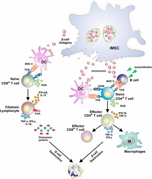 Figure 1. Proposed effects of EXOs released by islet MSCs. Although there is the possibility that EXOs directly stimulate T and B cells, it is likely that EXOs affect DCs that, in turn, initiate anti-β-cell–specific T-cell response. EXOs may lead to the maturation of inflammatory DCs or “feed” DCs with relevant islet antigens. B7, B7-1, B7-2; FasL, Fas ligand; MHC, major histocompatibility complex; ROS, reactive oxygen species; TCR, T-cell receptor; TNF, tumor necrosis factor.