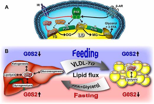 Figure 1. A: The lipolytic pathway in adipose tissue. ATGL, HSL, and MGL act in sequence in the hydrolysis of TG producing FFAs and glycerol. The acute lipolytic response is regulated by the opposing action of insulin and β-adrenergic signaling (β-AR) acting through PKA, which activates HSL directly and ATGL indirectly by promoting the release of the ATGL coactivator CGI-58 from PLIN. Independently of PKA, G0S2 is believed to act as a brake on lipolysis by inhibiting ATGL, which is the rate-limiting lipase. B: Conceptual illustration of the discoveries by Zhang et al. (11) regarding the role of G0S2 in the regulation of energy homeostasis. In the liver, the transition from the fed state to fasting invokes an increase in G0S2 expression leading to suppression of hepatic lipolysis and acceleration of TG storage. Furthermore, G0S2 acts to coordinate hepatic substrate utilization by affecting the rates of lipolysis, gluconeogenesis, glycogen breakdown, and ketogenesis. Conversely, in adipose tissue the transition to fasting reduces G0S2 expression promoting the mobilization of FFAs and glycerol through increased lipolysis. Upon refeeding, these fasting-induced changes in G0S2 and substrate metabolism are reversed promoting a net flux of lipids from the liver to storage in adipose tissue. LD, liquid droplet.