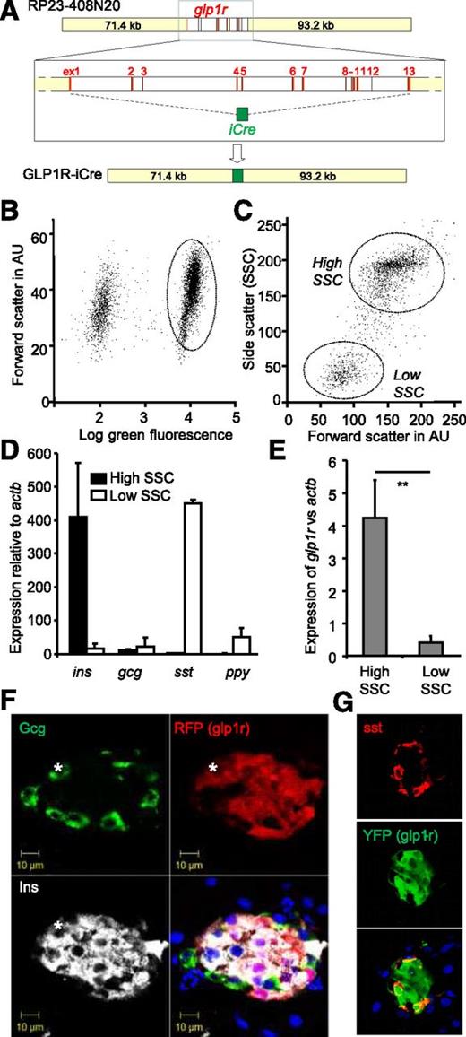 Figure 1. Glp1r-Cre transgenic mice labeled pancreatic β- and δ-cells. A: Schematic depicts the insert of the BAC RP23-408N20 and replacement of the glp1r coding region from exons (ex) 1–13 with iCre. Lengths (in kb) of the murine genomic sequence 3′ and 5′ of the glp1r coding region in the BAC are indicated. B: Dispersed pancreatic islet cells from glp1r-Cre/ROSA26-YFP mice, analyzed by FACS. Green (yellow) fluorescence was measured by excitation at 488 nm and emission at 530/20 nm and is plotted against forward scatter in arbitrary units (AU). C: Cells with high red fluorescence from glp1r-Cre/ROSA26-tdRFP mice were FACS separated into populations with low and high SSC. These were analyzed by qRT-PCR for expression of hormones (D) or glp1r (E). n = 3 each; **P < 0.01 by Student t test. Fixed pancreatic slices were coimmunostained RFP or YFP (representing glp1r fluorescence) together with glucagon and insulin (*indicates a cell triple-positive for glucagon, insulin, and glp1r fluorescence) (F) or somatostatin (G). Nuclei are visualized with Hoechst stain.