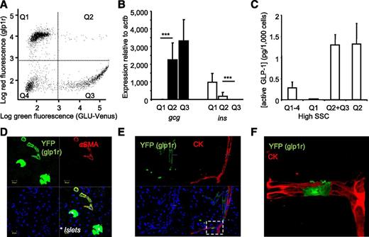 Figure 2. Glp1r in pancreatic α-cells. A: Islet cells from glp1r-Cre/ROSA26-tdRFP/GLU-Venus mice, analyzed by FACS to show red fluorescence (representing expression of glp1r) or green fluorescence (representing expression of gcg). B: Single- or double-positive cells were purified from Q1–Q3 marked in A, and analyzed for expression of ins and gcg by qRT-PCR. ***P < 0.001 by ANOVA with post hoc Bonferroni test, n = 5–7. C: Active GLP-1 hormone concentrations in cells collected from different quadrants of A as indicated. Q1–4 all islet cells, Q1 + high SSC β-cells, Q2 + Q3 all α-cells, and Q2 double-fluorescent cells (mean and SEM of four FACS sorts, each of pooled islets from one to two mice). D–F: Pancreatic sections from glp1r-Cre/ROSA26-YFP mice coimmunostained for α-SMA or cytokeratin (CK) together with YFP. The marked area in E is shown at higher magnification in F. Q, quadrant.