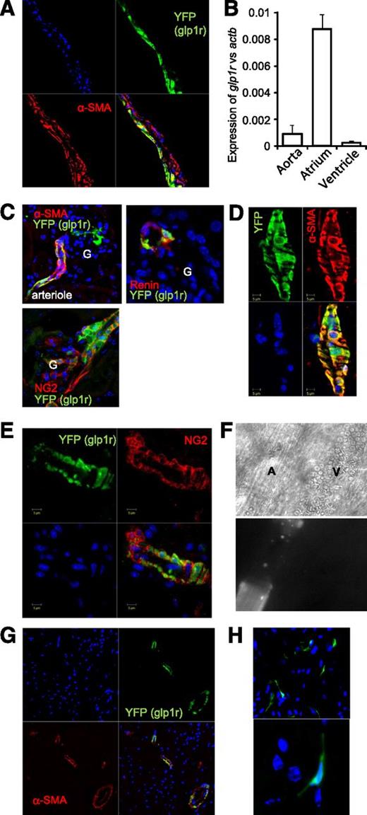 Figure 3. Glp1r in the cardiovascular system. Sections of aorta (A), kidney (C), intestine (D and E), and cardiac ventricle (G) or atrium (H) from glp1r-Cre/ROSA26-YFP mice were coimmunostained for YFP (representing glp1r fluorescence) and α-SMA, NG2, or renin, as indicated. In kidney sections, G depicts the position of glomeruli. B: qRT-PCR analysis of glp1r expression in aorta, atrium, and ventricle (geometric mean + 1 SEM, n = 5–6 each). F: Blood vessels in intestine from a glp1r-Cre/ROSA26-tdRFP mouse: light microscopy (A, arteriole; V, venule) (upper panel), tdRFP fluorescence (lower panel).