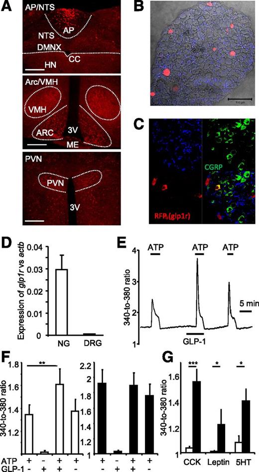 Figure 4. Glp1r in the brain and afferent neuronal ganglia. A: Coronal brain sections from glp1r-Cre/ROSA26-tdRFP mouse, immunostained for RFP. In caudal brainstem (top), a high density of fluorescent cells was observed in the area postrema (AP), whereas only few were evident in the nucleus of the solitary tract (NTS) and dorsal vagal nucleus (DMNX), and none were found in the hypoglossal nucleus (HN). In hypothalamus (middle and lower panels), large numbers of RFP fluorescent cells were observed in the arcuate nucleus (ARC), ventromedial hypothalamus (VMH), and paraventricular nucleus (PVN). 3V, 3rd ventricle; CC, central canal; ME, median eminence. Scale bar = 150 μm. B: Section of NG from glp1r-Cre/ROSA26-tdRFP mouse showing RFP-positive cells. C: DRG section from a glp1r-Cre/ROSA26-tdRFP mouse costained for RFP and CGRP. D: Whole NG or DRG were analyzed for glp1r vs. actb expression by qRT-PCR (geometric mean + 1 SEM of three each). E: NG from glp1r-Cre/ROSA26-tdRFP mice were studied by Fura2 Ca2+ imaging in primary culture. Representative trace from an RFP-positive NG neuron to ATP (0.5 μmol/L) applied in the absence or presence of GLP-1 (1 nmol/L), as indicated by the horizontal bars. F: Mean 340-to–380-nm fluorescence ratios from 13 RFP-positive cells (□) and 12 RFP-negative (■) cells, monitored as in E and normalized to baseline recorded in the absence of test agent. **P < 0.01 by Wilcoxon signed rank test. G: Ca2+ responses of RFP-positive (□) and RFP-negative (■) cells to cholecystokinin (CCK) (10 nmol/L), leptin (10 nmol/L), or 5HT (10 μmol/L), normalized to baseline in control solution. From left to right, columns represent data from n = 18, 41, 9, 31, 14, and 35 cells, respectively. *P < 0.05, ***P < 0.001 by Mann-Whitney test.