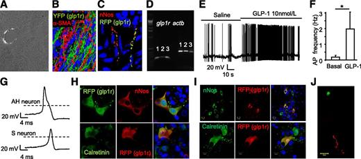 Figure 5. Glp1r in enteric neurons. A: Fixed-tissue section of liver from a glp1r-Cre/ROSA26-tdRFP mouse, showing glp1r fluorescence in structures surrounding a portal vein. Antral area of the stomach from a glp1r-Cre/ROSA26-tdRFP/ROSA26-YFP mouse, immunostained for YFP (green) and α-SMA (red) (B) and for RFP (green) and nNOS (red) (C). D: Nested PCR amplification of glp1r and β-actin, performed on three handpicked glp1r-fluorescent enteric ganglia from glp1r-Cre/ROSA26-tdRFP mice. E: Representative recording of a partially dissociated small intestinal glp1r-fluorescent enteric neuron in primary culture, monitored in whole-cell current clamp, after addition of GLP-1 (10 nmol/L). F: Mean action potential (AP) frequency of seven cells under basal conditions and after GLP-1 application. *P < 0.05 by Wilcoxon signed rank test. G: Enteric neurons, recorded as in E, were divided into AH type (with characteristic hump on the action potential downstroke and AH) and S type. The dashed line represents the 0 mV line. Small intestinal (H) and colonic (I) tissue sections from a glp1r-Cre/ROSA26-tdRFP mouse costained for RFP together with nNOS or calretinin, as indicated. Because direct RFP fluorescence is lost on fixation, a green secondary antibody was used to visualize RFP in the upper panels of H. J: Intestinal tissue section from a glp1r-Cre/ROSA26-tdRFP/GLU-Venus mouse shows proximity of an L-cell (green) and a red glp1r-fluorescent fiber.