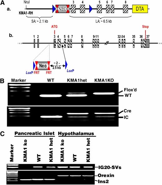 Figure 1. Generation of mice with conditional KO of IG20/MADD in β-cells. A: Shows schematic representation of the strategy used for generating floxed KMA1 mice. B: Shows genotyping results from offspring of KMA1het (KMA1flox+/−: Cre) mice intercrossing. Primers used for PCR are listed in Supplementary Table 8. Representative figure from 98 mice is shown. C: Results from RT-PCR using RNA isolated from hypothalamus and islets from WT, KMA1het, and KMA1ko mice. Orexin and insulin-2 served as specific markers of hypothalamus and pancreatic islets, respectively. Representative data from 3 mice per group are shown.