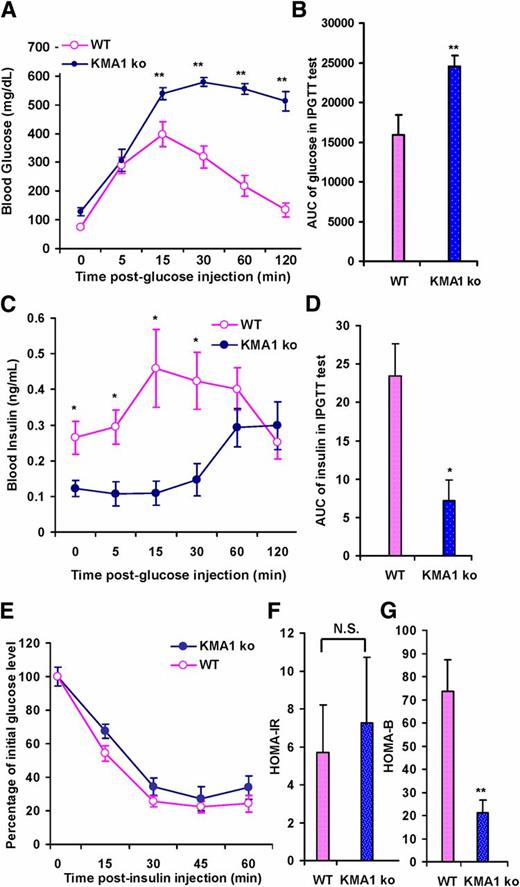 Figure 3. Glucose and insulin tolerance test. Mice were injected with 40 mg/kg/day tamoxifen in 100 μL peanut oil for 5 consecutive days, and underwent glucose and insulin tolerance tests 14–22 days later. Results are shown for blood glucose levels at different times after intraperitoneal glucose injection (A), the AUC for blood glucose during intraperitoneal glucose tolerance test (IPGTT) (B), insulin levels at different times after intraperitoneal glucose injection (C), and the AUC for insulin levels (D). A–D: Mice were fasted overnight. E: Blood glucose levels at different times after insulin injection into KMA1ko and WT mice. Overnight fasting blood glucose and plasma insulin were used to assess HOMA-IR (F) or HOMA-B (G). Male and female mice 6 to 8 weeks of age were used. Data are expressed as means ± SE. *P < 0.05 and **P < 0.01 with KMA1ko mice vs. WT; N.S., not significant; n = 7–10 mice per group.