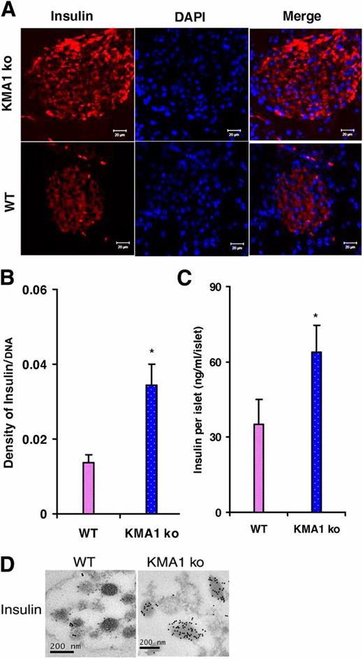 Figure 5. Insulin content in pancreatic β-cells. Mice were injected with 40 mg/kg/day tamoxifen in 100 μL peanut oil for 5 consecutive days, and the animals were killed 28 to 31 days later. A: Pancreatic sections were stained with anti-insulin antibody and further stained using a TRITC-conjugated anti-guinea pig antibody; DAPI was used to stain the nucleus. B: Average intensity of insulin staining relative to nuclear DAPI staining. C: Insulin content in the freshly isolated islets from KMA1ko and WT mice. D: Electron micrograph shows insulin-protein A–gold staining of insulin granules within the selected area of β-cells. *P < 0.05 (n = 3 to 4 mice per group).