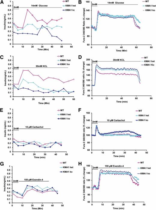 Figure 6. KMA1ko in pancreatic β-cells results in defective glucose-induced insulin secretion but normal calcium influx. Mice were injected with 40 mg/kg/day tamoxifen in 100 μL peanut oil for 5 consecutive days. Pancreatic islets isolated on day 7 from WT, KMA1het, and KMA1ko mice were cultured overnight and then preincubated with 2 mmol/L glucose for 5 min and stimulated with 14 mmol/L glucose (A and B), 30 mmol/L KCl for 60 min (C and D), 10 μmol/L carbachol (E and F), or 150 μmol/L exendin-4 (G and H) for 45 min. The insulin secretion (A, C, E, and G) and calcium influx (B, D, F, and H) were measured. Percentage changes in the mean value from the initial levels are expressed. A representative figure from 3 mice is shown.