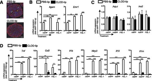 Figure 2. Induction of islet proinflammatory gene expression by IAPP depends on resident macrophages. Islets were isolated from 12-week-old C57BL/6 mice and immediately treated with clodronate-containing liposomes (CLOD-lip, 1 mg/mL clodronate) or control liposomes (PBS-lip) for 36 h. A: Islets were fixed with 10% formalin, and sections were stained for insulin (red), F4/80 (green), and DAPI (blue). Scale bar = 25 μm. Remaining islets were washed and allowed to recover for 6 h before incubation with hIAPP (10 μmol/L) or the TLR2 ligand FSL-1 (10 ng/mL) for 4 h. mRNA expression of macrophage (B) and β-cell markers (C) and proinflammatory cytokines, inflammasome-related proteins, and anti-inflammatory cytokines (D) was assessed by RT-qPCR, and expression levels were normalized to the housekeeping gene Rplp0. White bars, PBS-lip; black bars, CLOD-lip. Data are mean ± SEM of islets from four mice and represent three independent experiments. *P < 0.05, **P < 0.01, ***P < 0.001.