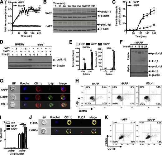 Figure 3. Islet macrophages are the major source of IAPP-induced IL-1β. A: hIAPP (●) or rIAPP (○) (both 10 μmol/L) was dissolved in Dulbecco’s modified Eagle’s medium, and fibril formation was monitored by thioflavin-T (ThioT) fluorescence. B: hIAPP or rIAPP was added to BMDMs immediately following dissolution, and cells were lysed at the indicated time points for analysis of IL-1β expression by Western blot using an antibody that detects both proIL-1β (∼35 kDa) and mature IL-1β (∼17 kDa). C: Expression of proIL-1β relative to β-actin was quantified by band densitometry (no mature IL-1β was detected during this time course). D: IL-1β protein expression was evaluated in BMDMs and whole islets following 1- or 4-h culture with rIAPP or hIAPP (10 μmol/L). E: IAPP-induced secretion of IL-1β by BMDMs and islets was evaluated by ELISA after 24 h. F: Lysates and media were assessed for proIL-1β and mature IL-1β content by Western blot. G and H: Total IL-1β protein levels in whole islets treated for 4 h as indicated were determined by immunofluorescence staining and ImageStreamX analysis with representative images of CD11b+ cells shown in G. Caspase-1 activation in dispersed islets was analyzed by quantification of FLICA binding by flow cytometry (I) and ImageStreamX analysis (J and K), with representative examples of caspase-1-positive CD11b+ cells shown in J. White bars, control (vehicle); black bars, rIAPP; hatched bars, hIAPP. Data are mean ± SEM of three to four replicates (A and C) or three independent experiments (E and I). Images are representative of data from three independent experiments. **P < 0.01, ***P < 0.001. BF, brightfield.