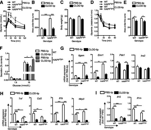 Figure 6. Clodronate liposome–mediated macrophage depletion improves hIAPP-induced glucose intolerance and islet inflammation. Female hIAPPTg/o and wild-type (WT) littermate controls were placed on HFD (45% kcal from fat) for 14 weeks starting at 10 weeks of age. Mice were treated with 100 mg/kg clodronate-containing liposomes (CLOD-lip) or PBS-containing liposomes (PBS-lip) intraperitoneally every 4 days for the final 4 weeks of HFD. A and B: Glucose tolerance was assessed at 24 weeks following intraperitoneal injection of 0.75 g/kg glucose, and the area under the glycemia curve was evaluated up to 120 min. ○, WT, PBS-lip; ●, hIAPPTg/o, PBS-lip; □, WT, CLOD-lip; ■, hIAPPTg/o, CLOD-lip. C: Body weight was assessed at 24 weeks of age. White bars, PBS-lip; black bars, CLOD-lip. D and E: Insulin tolerance was assessed following intraperitoneal injection of 0.5 units/kg insulin, and the area under the glycemia curve was evaluated up to 60 min. F: Islets were isolated for analysis of glucose-stimulated insulin secretion (insulin content did not differ among treatment groups). Islet mRNA expression of macrophage and β-cell genes (G), proinflammatory markers (H), and anti-inflammatory cytokines (I) was assessed by RT-qPCR. Expression levels were normalized to the housekeeping gene Rplp0. Data are mean ± SEM of six to nine mice per group. *P < 0.05, **P < 0.01, ***P < 0.001.