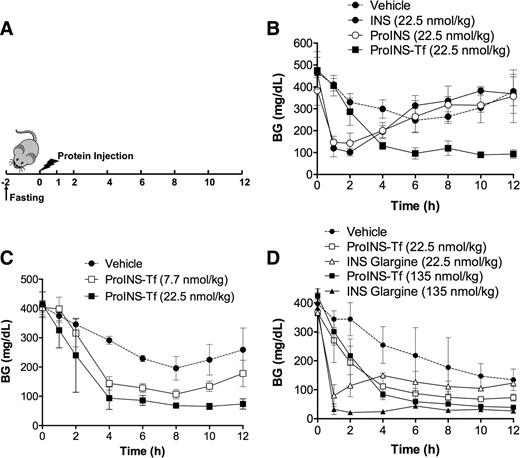 Figure 2. ProINS-Tf fusion protein exhibited a delayed but sustained in vivo hypoglycemic effect following subcutaneous injection in STZ-induced diabetic mice under fasting conditions. A: Experimental procedure. STZ-induced diabetic mice were fasted for 2 h prior to protein injection. Mice remained fasted until 12 h postinjection. BG was monitored at indicated time points. B: Mice were administered with buffer (vehicle) or protein (22.5 nmol/kg) through subcutaneous injection. C: Dose-dependent response of ProINS-Tf, where 7.5 or 22.5 nmol/kg of ProINS-Tf was subcutaneously injected in mice. D: A comparison with INS glargine was made following subcutaneous injection of a low (22.5 nmol/kg) or high (135 nmol/kg) dose. Data obtained from four mice per group were shown as average with error bars indicating the SD.