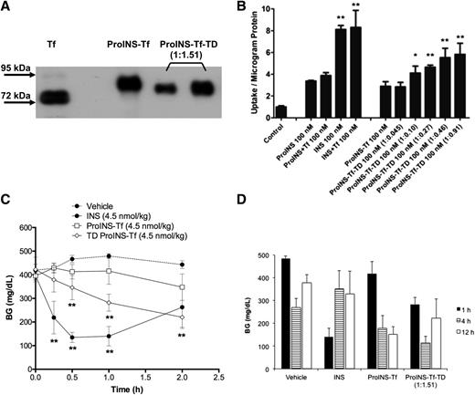 Figure 3. ProINS-Tf was activated in vivo following administration to STZ-induced diabetic mice. A: Profiles of ProINS-Tf and ProINS-Tf-TD (1:1.51) were analyzed by anti-Tf Western blot. ProINS-Tf was mixed with trypsin in the ratio of 1:1.51 (w/w) and incubated at 37°C for 15 min. After the reaction, Bowman–Birk soybean protease inhibitor was added to inhibit excess trypsin activity. The mixture was further purified by nickel column, and ProINS-Tf-TD was eluted and dialyzed. Aliquots of ProINS-Tf and ProINS-Tf were resolved in 8% nonreducing SDS-PAGE followed by anti-Tf Western blot detection. B: Promotion of glucose uptake in cultured adipocytes by ProINS-Tf and by various ProINS-Tf:TD at various fusion protein:trypsin ratios shown in parentheses on the x-axis label. Differentiated adipocytes were treated with either buffer only or 100 nmol/L of different proteins for 30 min followed by a 10 min uptake of 2-deoxy-d-[2,6-3H]glucose. The amount of radiolabeled glucose was determined by a β-counter. Results were calculated as count per minute normalized to total cellular protein amount. Data were presented as the average fold of uptake compared with control (buffer only), with error bars indicating the SD (n = 3). Data marked with an asterisk indicated statistically significant differences compared with control group using Student t test. C and D: Hypoglycemic efficacy of INS, ProINS-Tf, and ProINS-Tf-TD (1:1.51) through intravenous injection to STZ-induced diabetic mice under fasting conditions. Mice were administered with either buffer (vehicle) or three proteins in the equimolar dose equivalent to 4.5 nmol/kg, and the BG was measured at various time points postinjection. Results were expressed as percentage of BG relevant to the vehicle group at each time point. Data were presented as average, with error bars indicating the SD (n = 4 per group). *P < 0.05; **P < 0.01.
